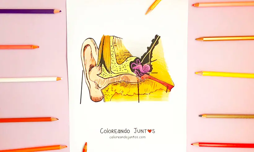 Dibujo de oído coloreado por Coloreando Juntos