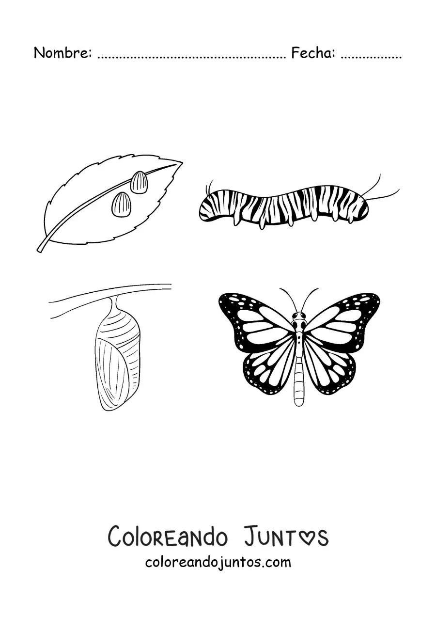 Imagen para colorear del ciclo de vida de la mariposa
