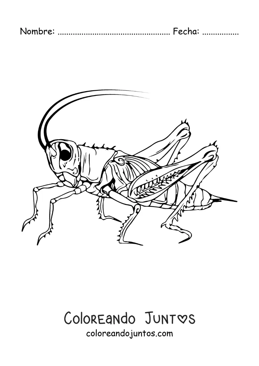 Imagen para colorear de un grillo realista