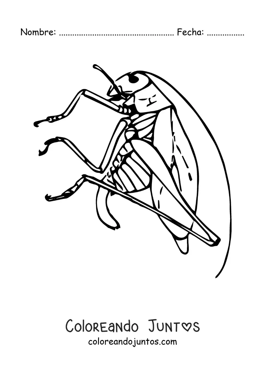 Imagen para colorear de un chapulín realista