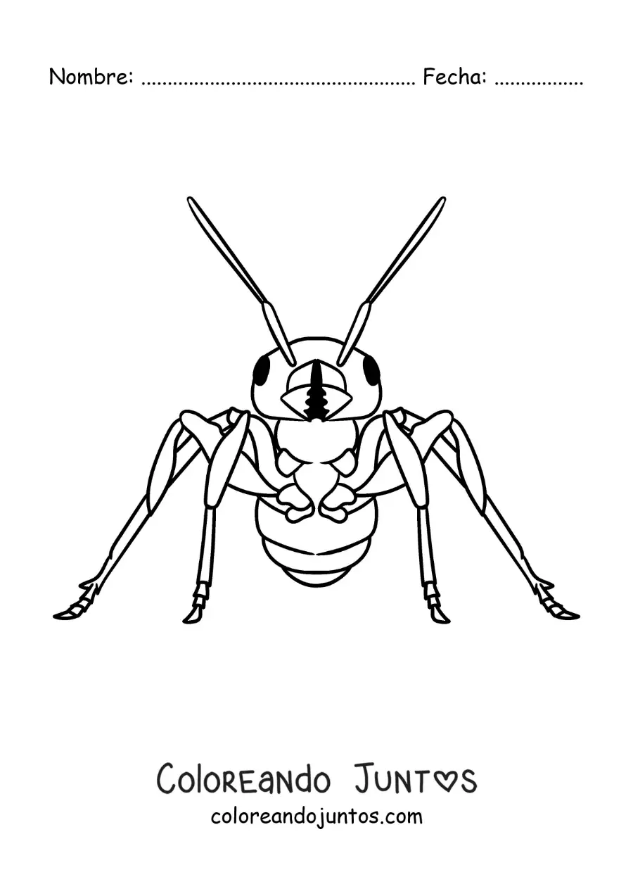 Imagen para colorear de una hormiga realista de frente