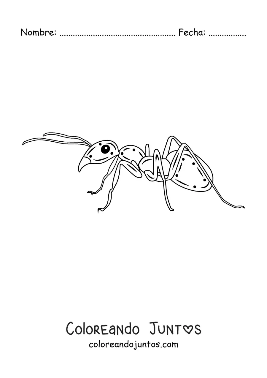 Imagen para colorear de una hormiga realista