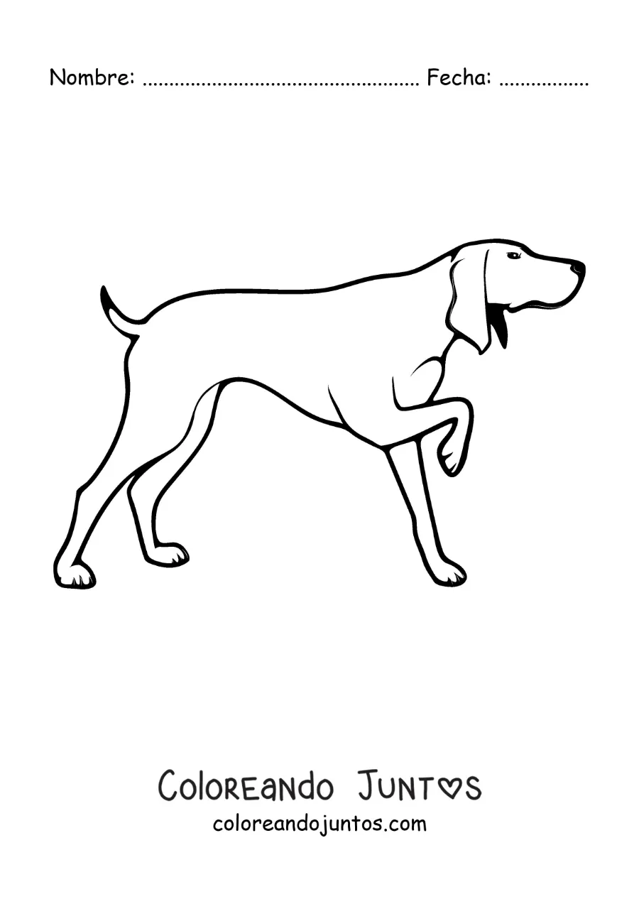 Imagen para colorear de un perro de caza