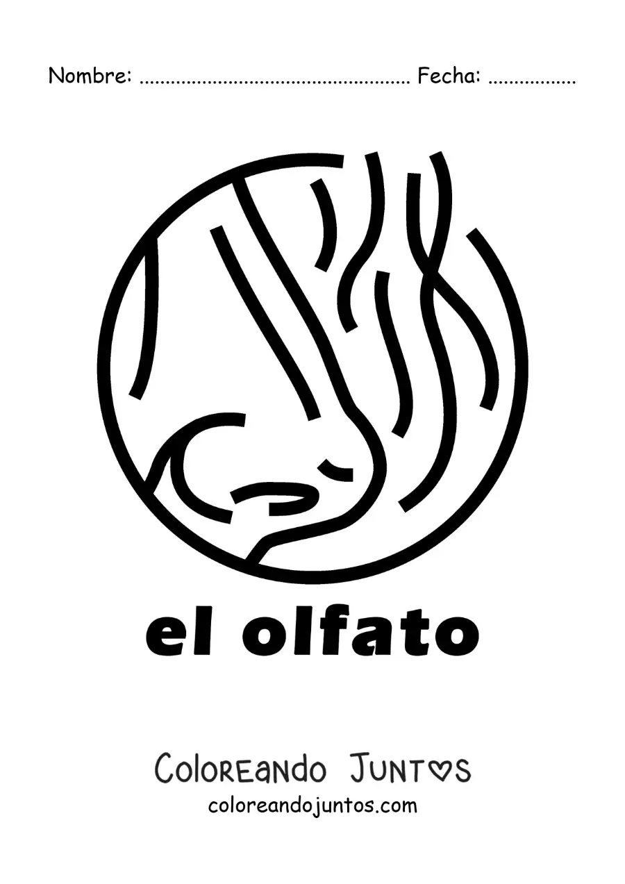 Imagen para colorear de una nariz oliendo con el texto "el olfato"