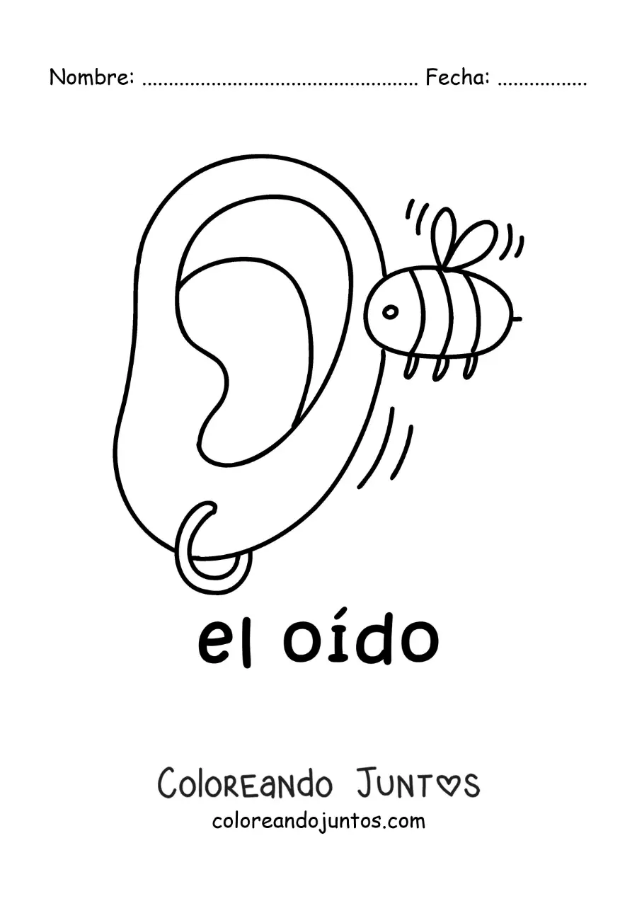 Imagen para colorear de una abeja zumbando frente a una oreja