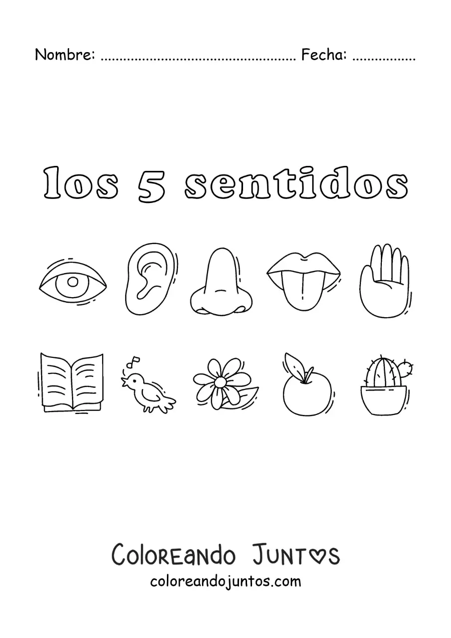 Imagen para colorear de los órganos de los cinco sentidos humanos y ejemplos