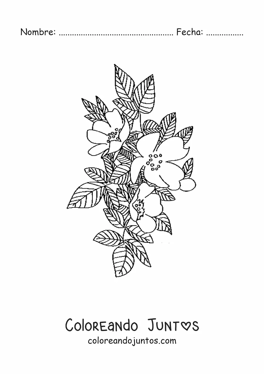 Imagen para colorear de una rosa silvestre