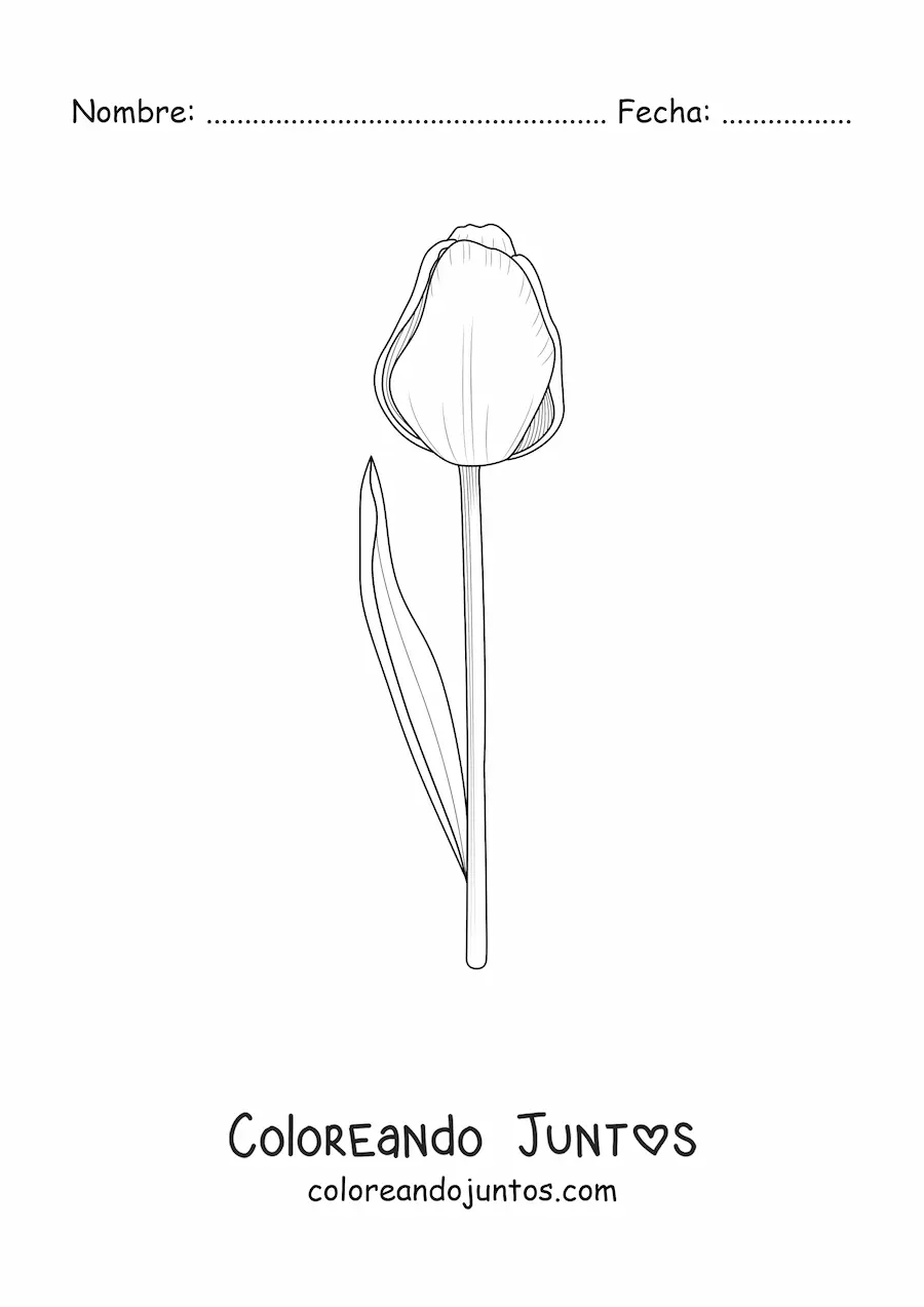 Imagen para colorear de un tulipán