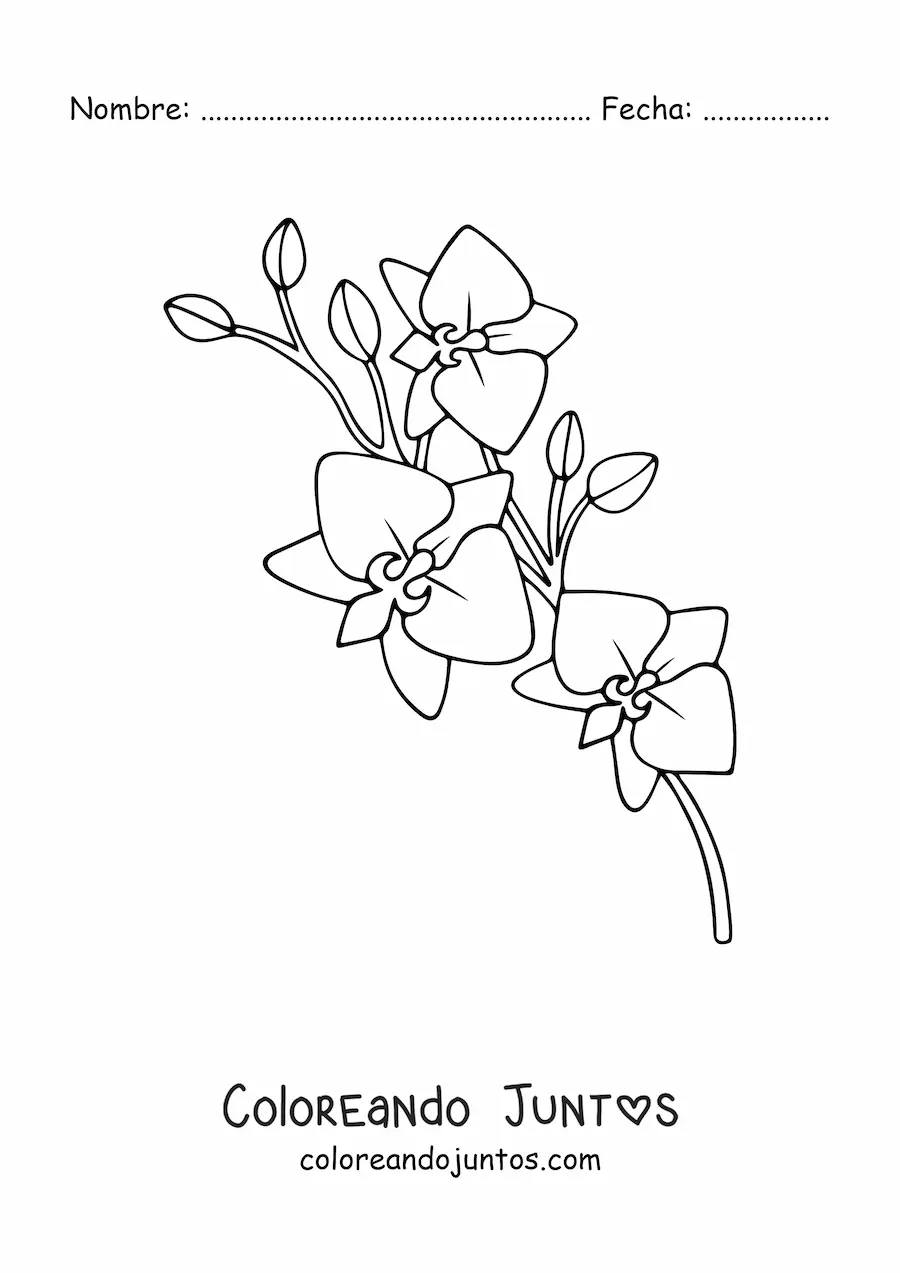 Imagen para colorear de una rama de orquídeas phalaenopsis
