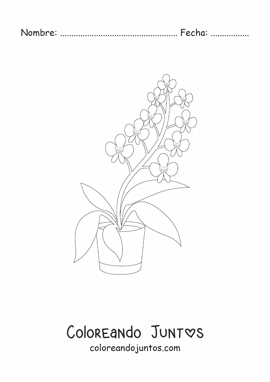Imagen para colorear de una maceta con orquídeas phalaenopsis