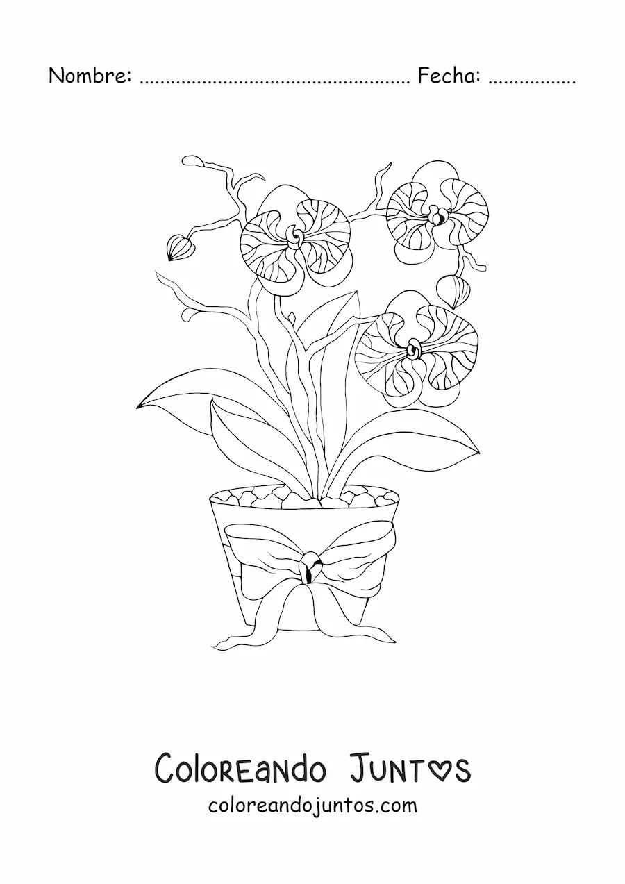 Imagen para colorear de tres orquídeas phalaenopsis en una maceta