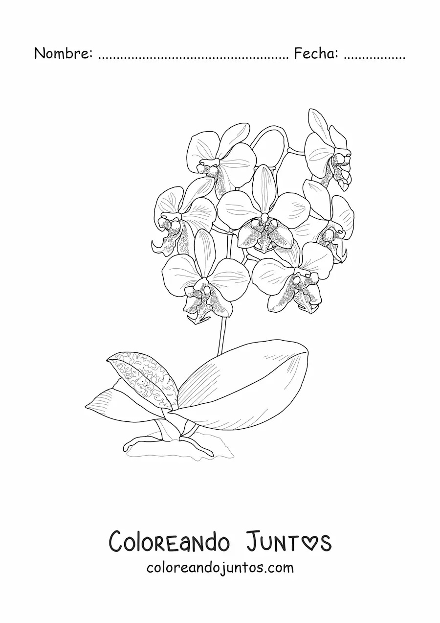 Imagen para colorear de varias orquídeas phalaenopsis con hojas