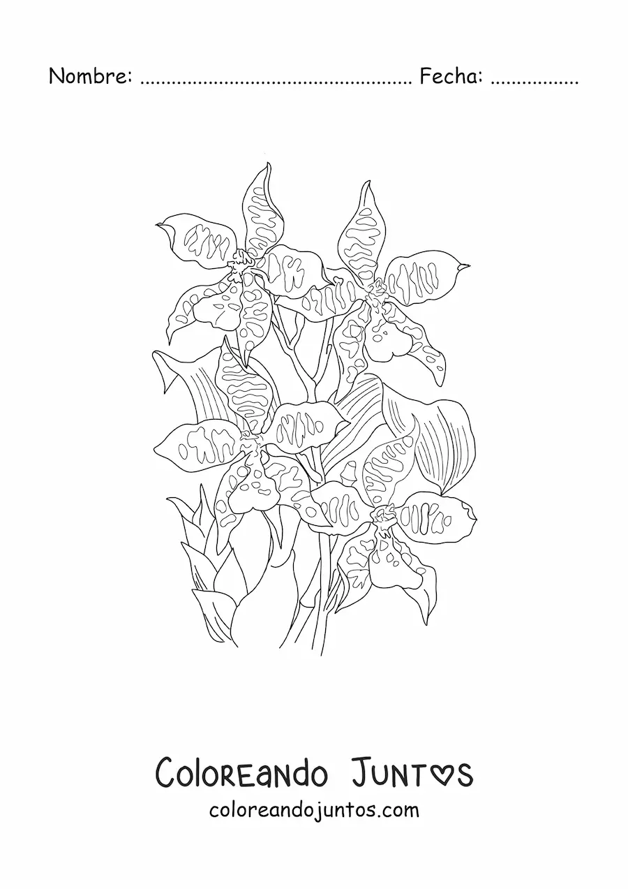 Imagen para colorear de unas orquídeas cambria