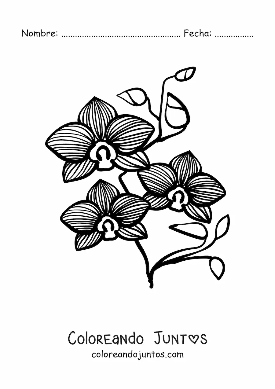Imagen para colorear de una rama de orquídeas phalaenopsis con hojas