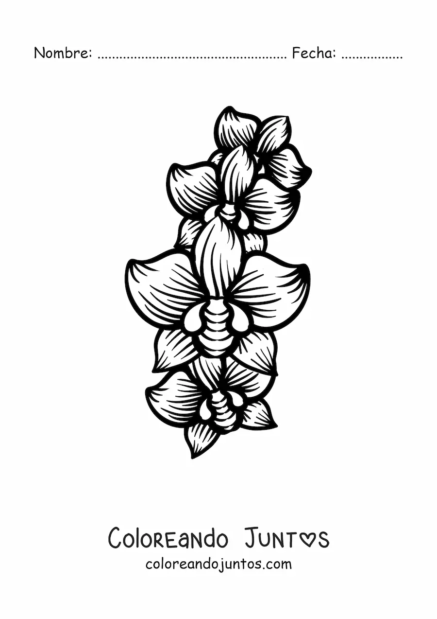 Imagen para colorear de tres orquídeas grandes