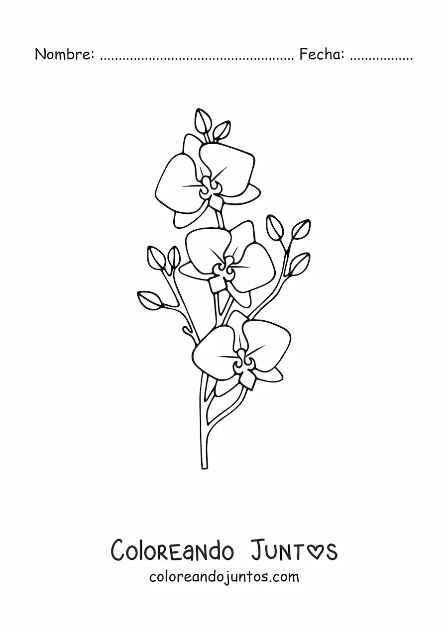 Imagen para colorear de una rama de tres orquídeas phalaenopsis
