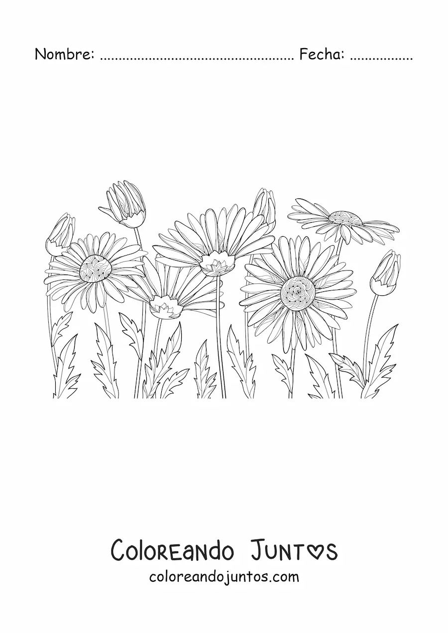 Imagen para colorear de un campo de margaritas