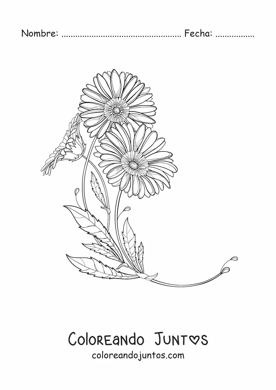 Imagen para colorear de dos margaritas con hojas