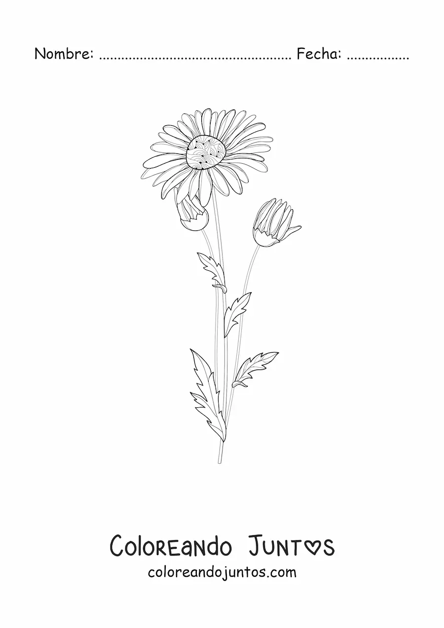 Imagen para colorear de una margarita y sus capullos