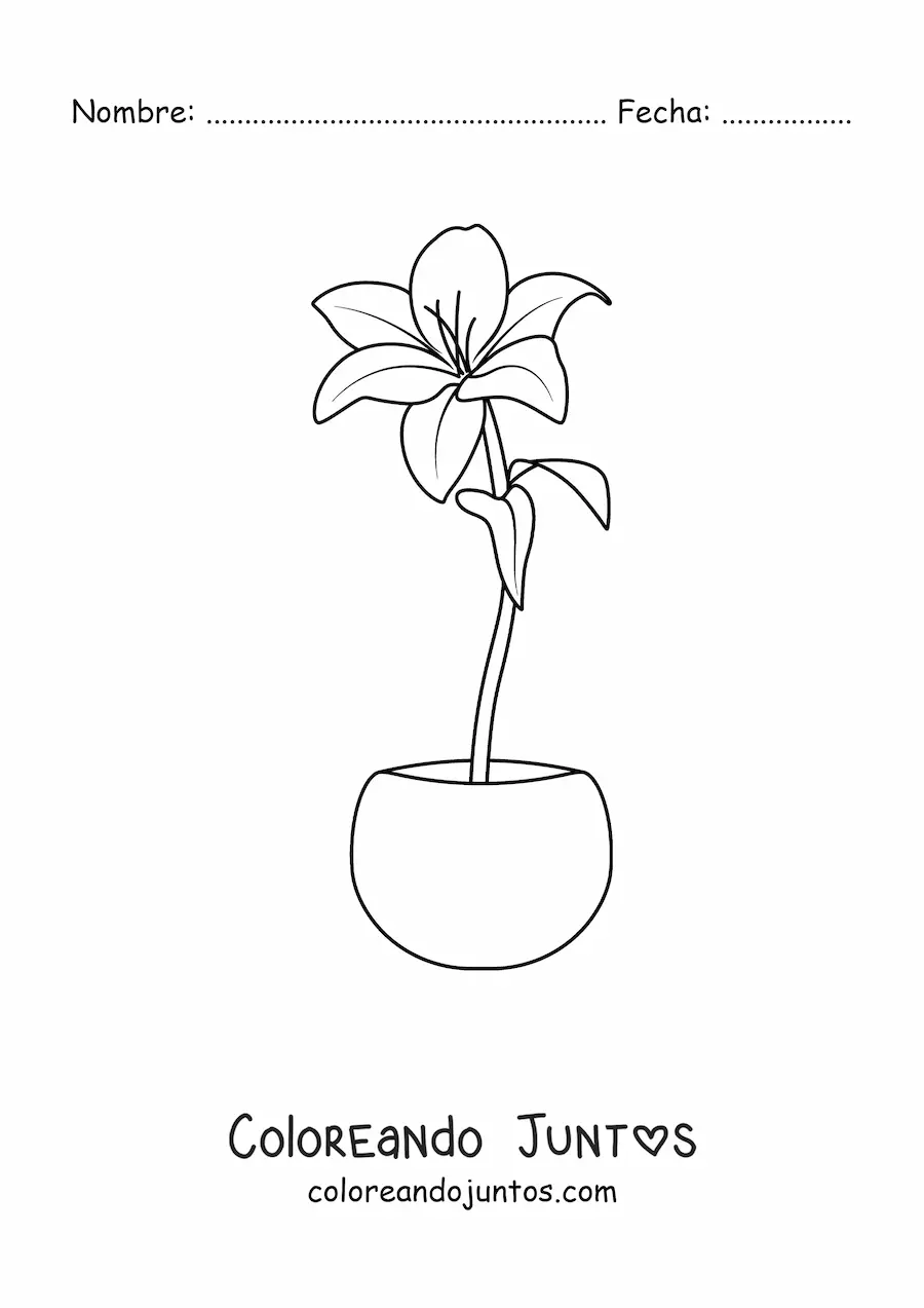 Imagen para colorear de un lirio en una maceta