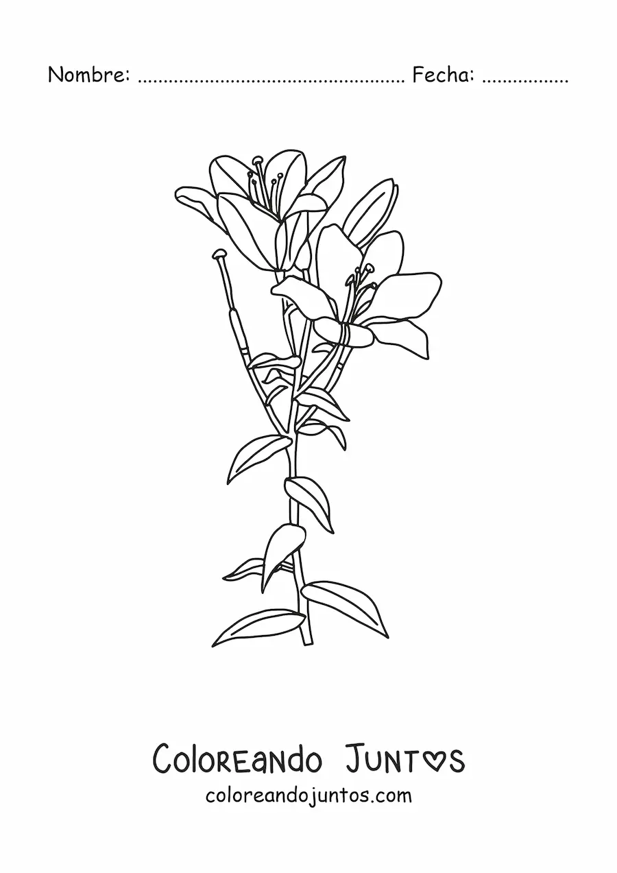 Imagen para colorear de dos lirios con hojas
