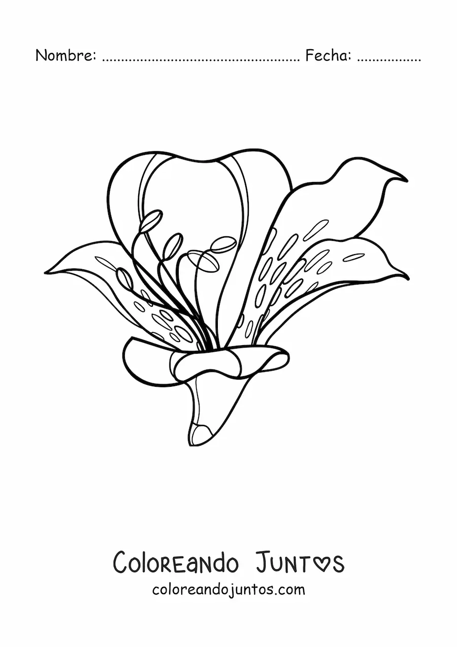 Imagen para colorear de un lirio grande