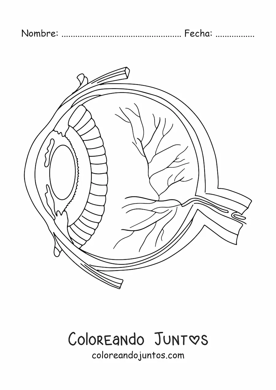 Imagen para colorear de una sección transversal de un ojo humano mostrando sus diferentes partes