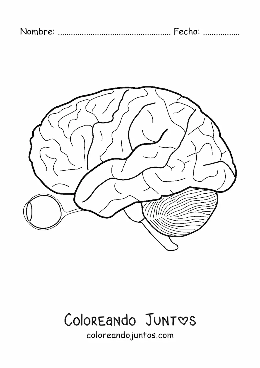 Imagen para colorear de un ojo y el nervio óptico que lo conecta al cerebro