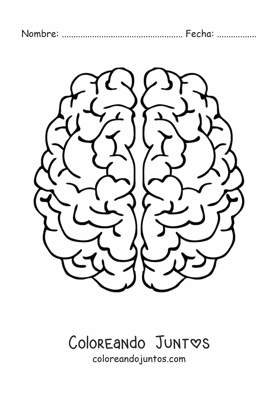 Imagen para colorear de los dos hemisferios cerebrales vistos desde arriba