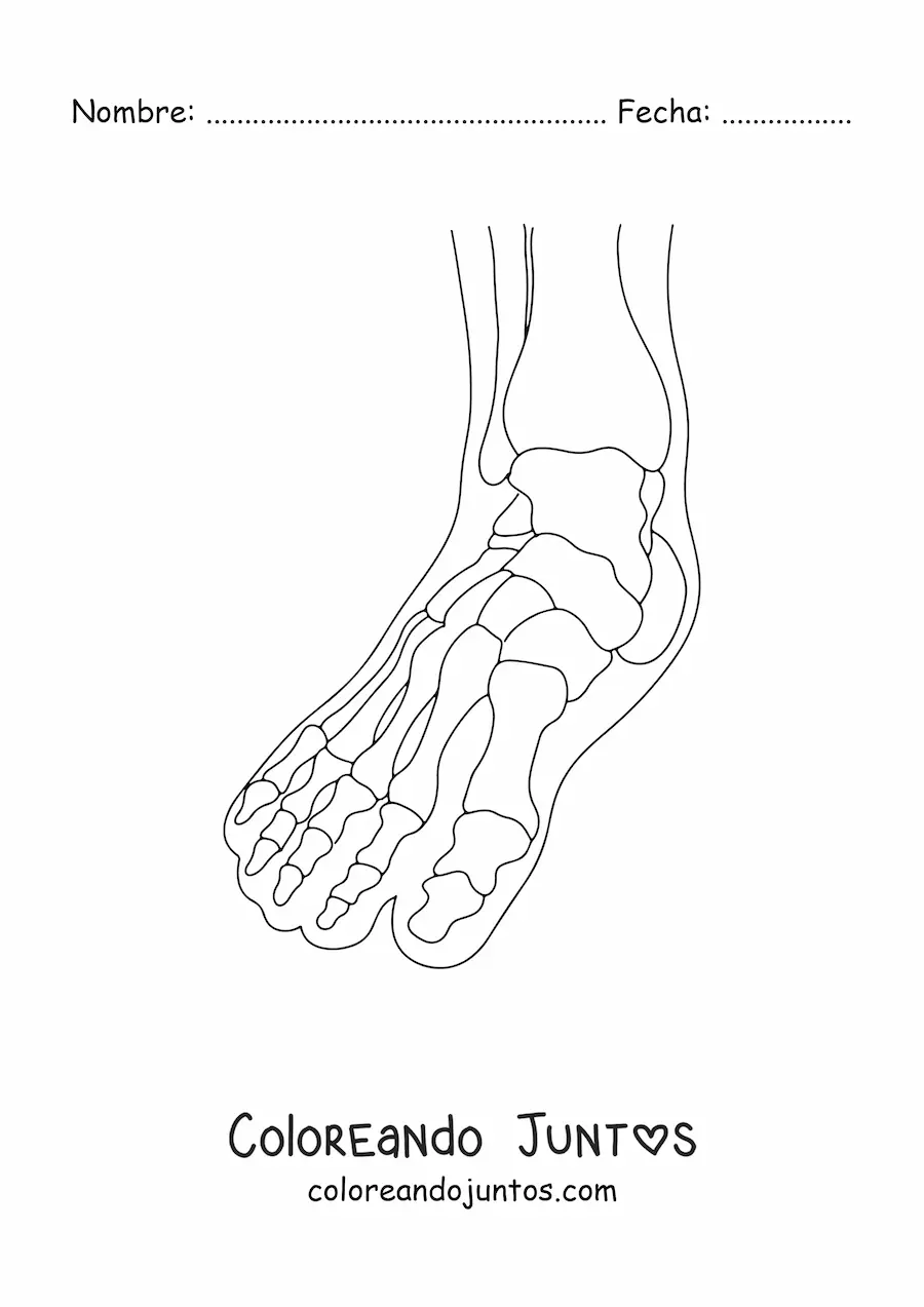 Imagen para colorear de una radiografía mostrando los huesos del pie