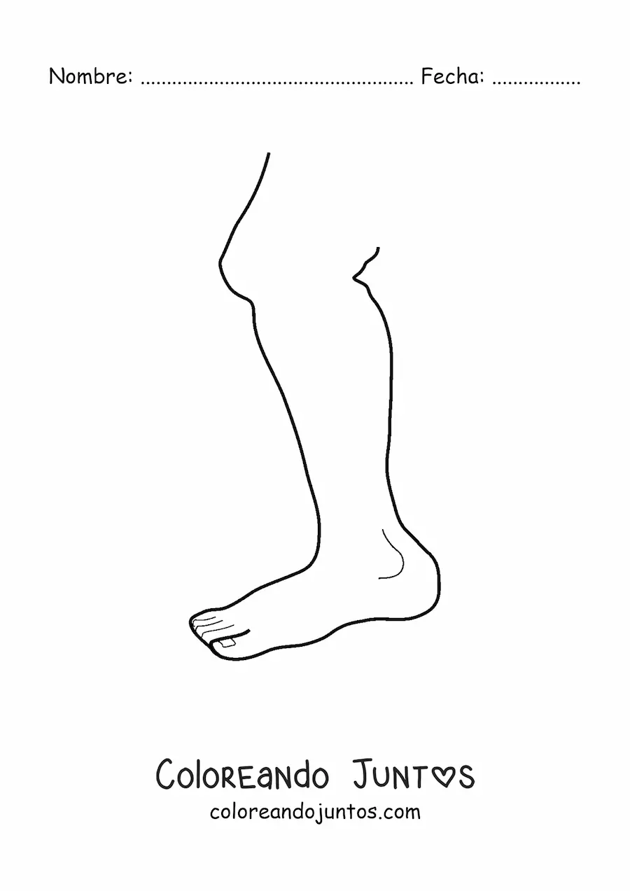 Imagen para colorear de una pierna