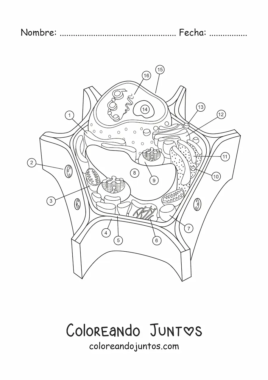 Imagen para colorear de la estructura de una célula vegetal