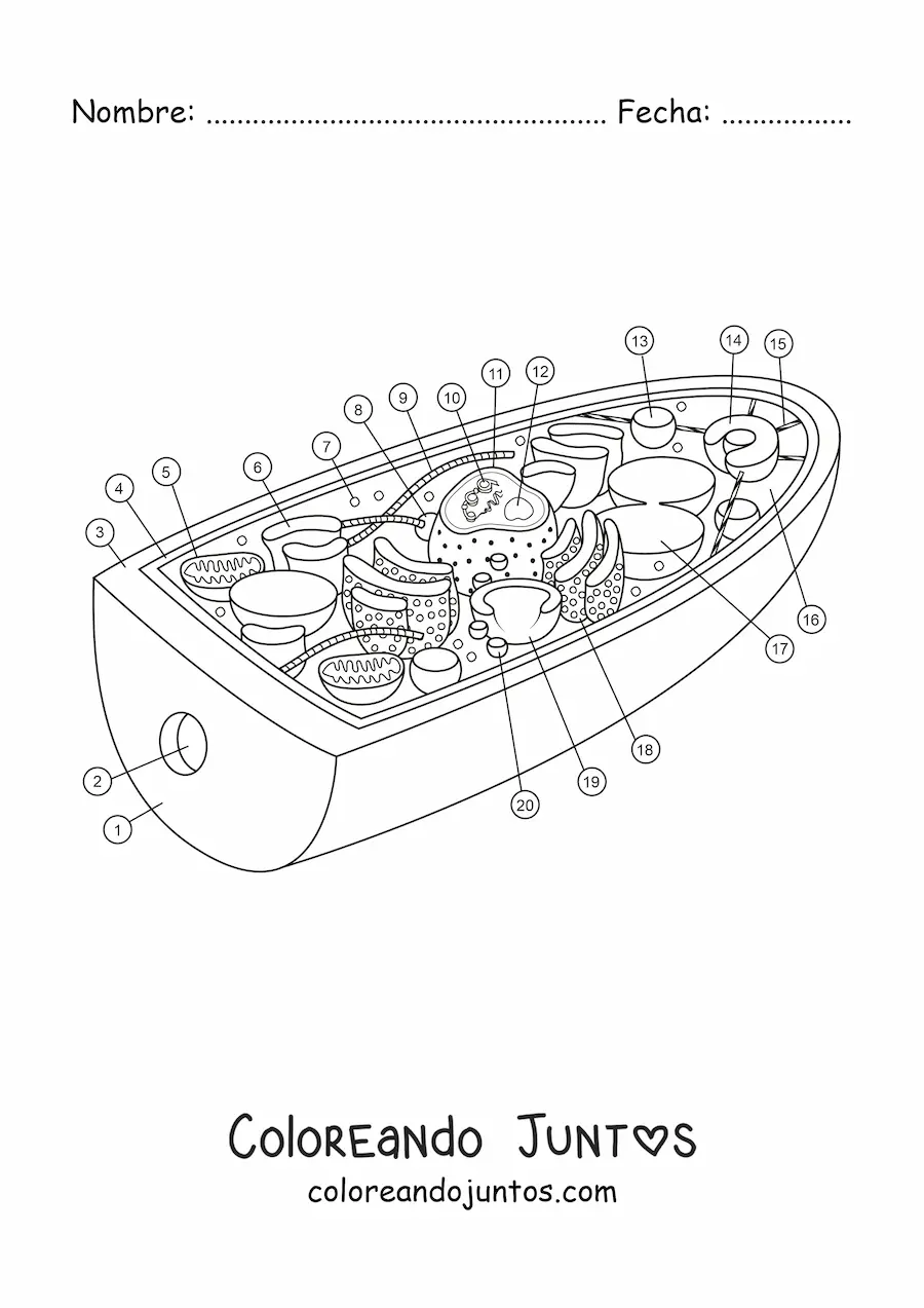 Imagen para colorear de la estructura de la célula de un hongo