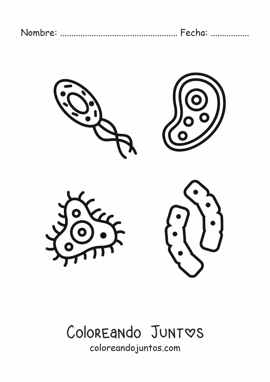 Imagen para colorear de varios microorganismos