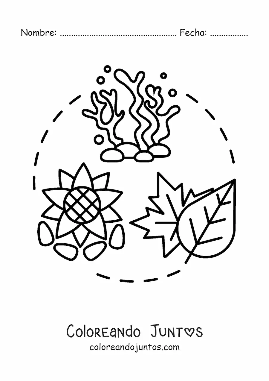 Imagen para colorear del reino plantae