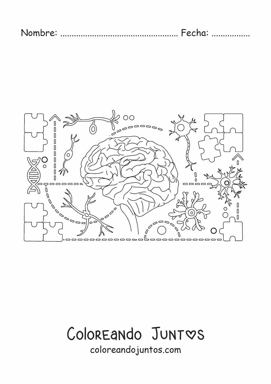Imagen para colorear del sistema nervioso central humano