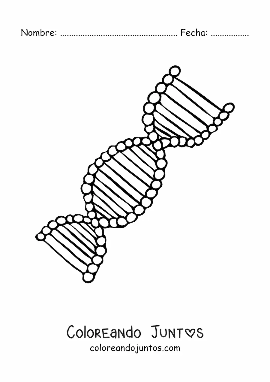 Imagen para colorear de una cadena de ADN