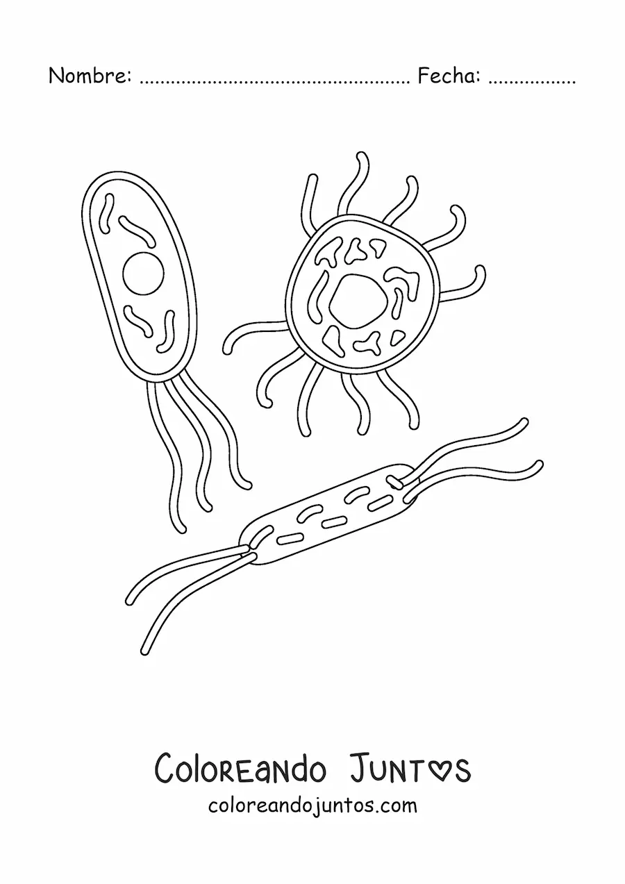 Imagen para colorear de varios microorganismos celulares