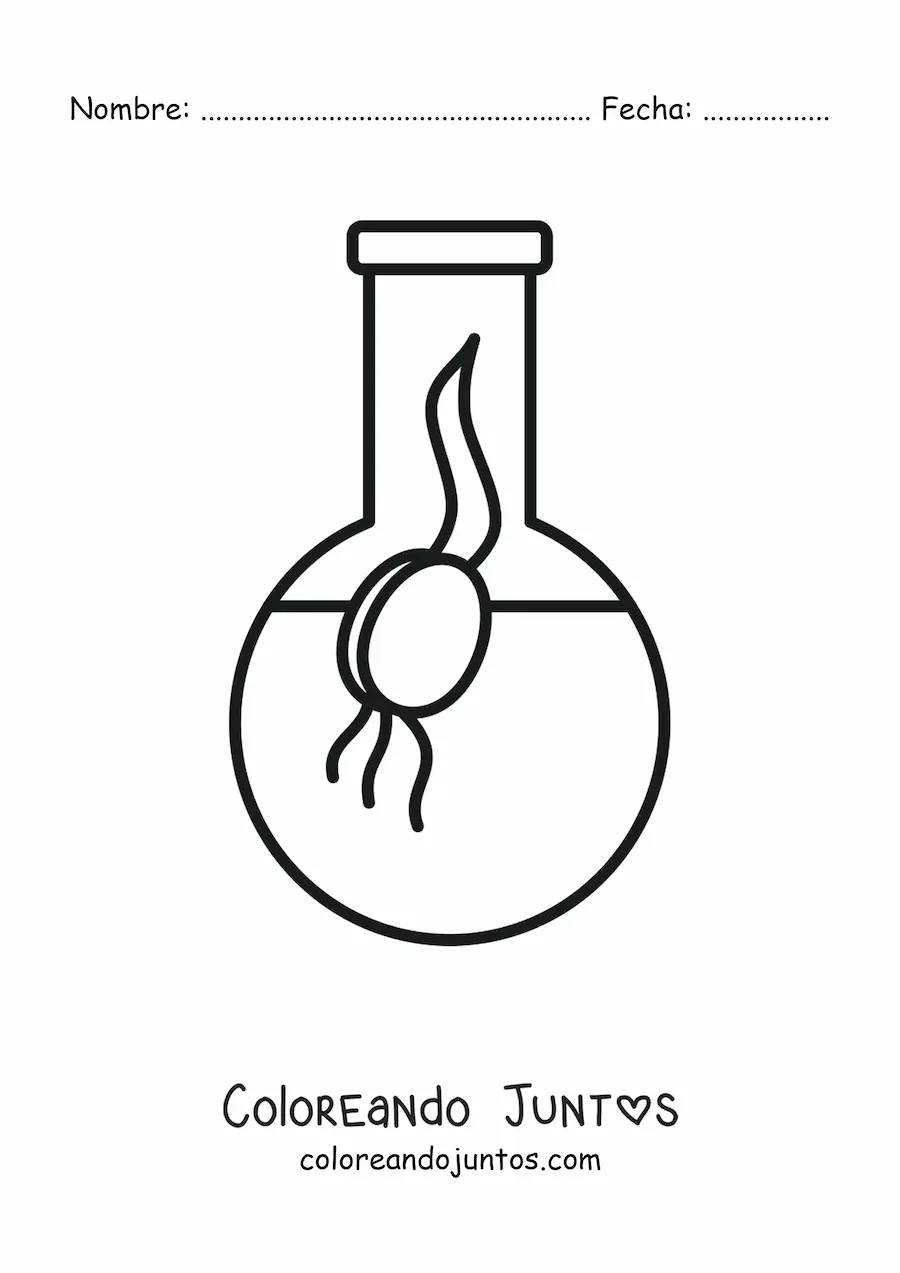 Imagen para colorear de la germinación de una semilla