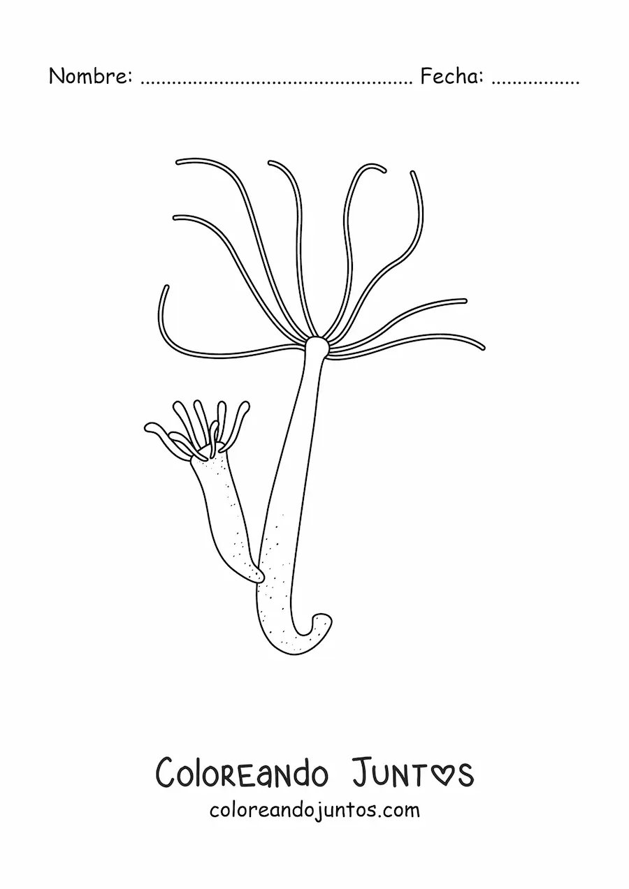 Imagen para colorear de una hidra de agua dulce