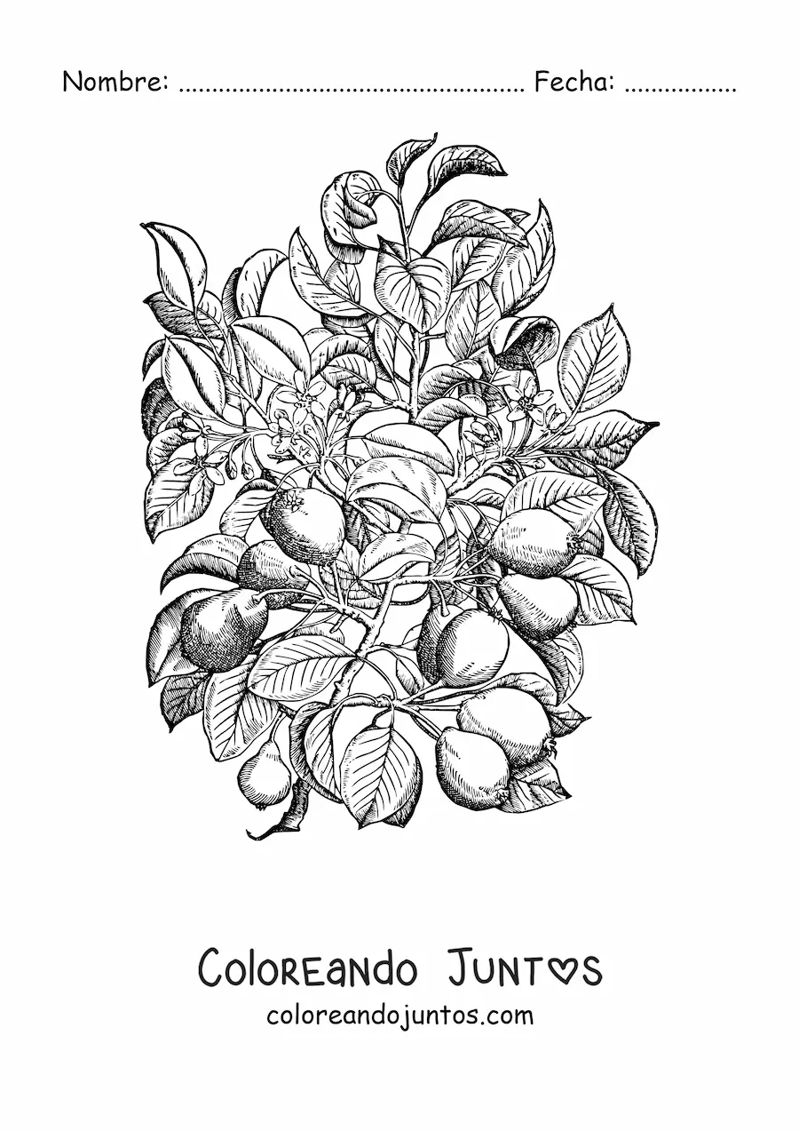 Imagen para colorear de las ramas de un peral