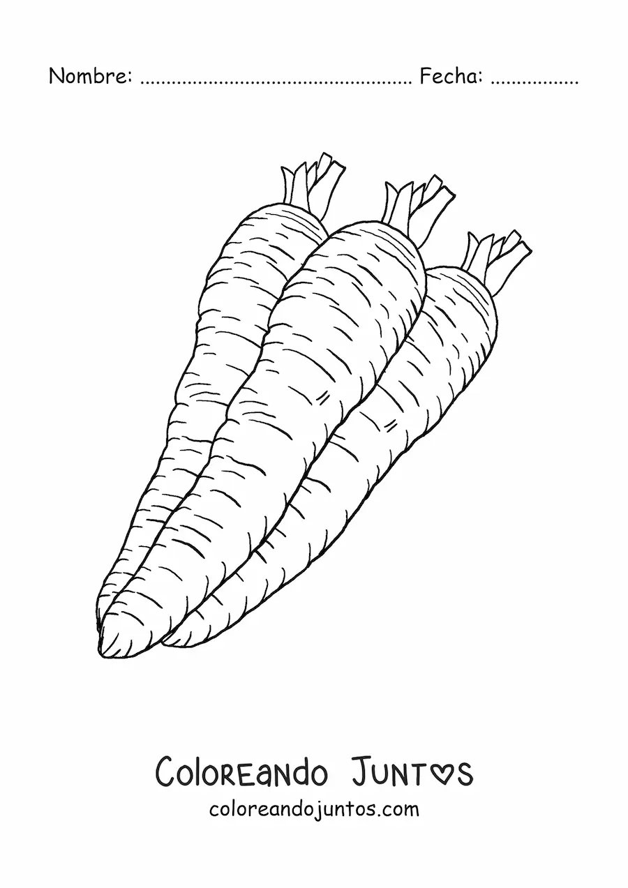 Imagen para colorear de tres zanahorias realistas