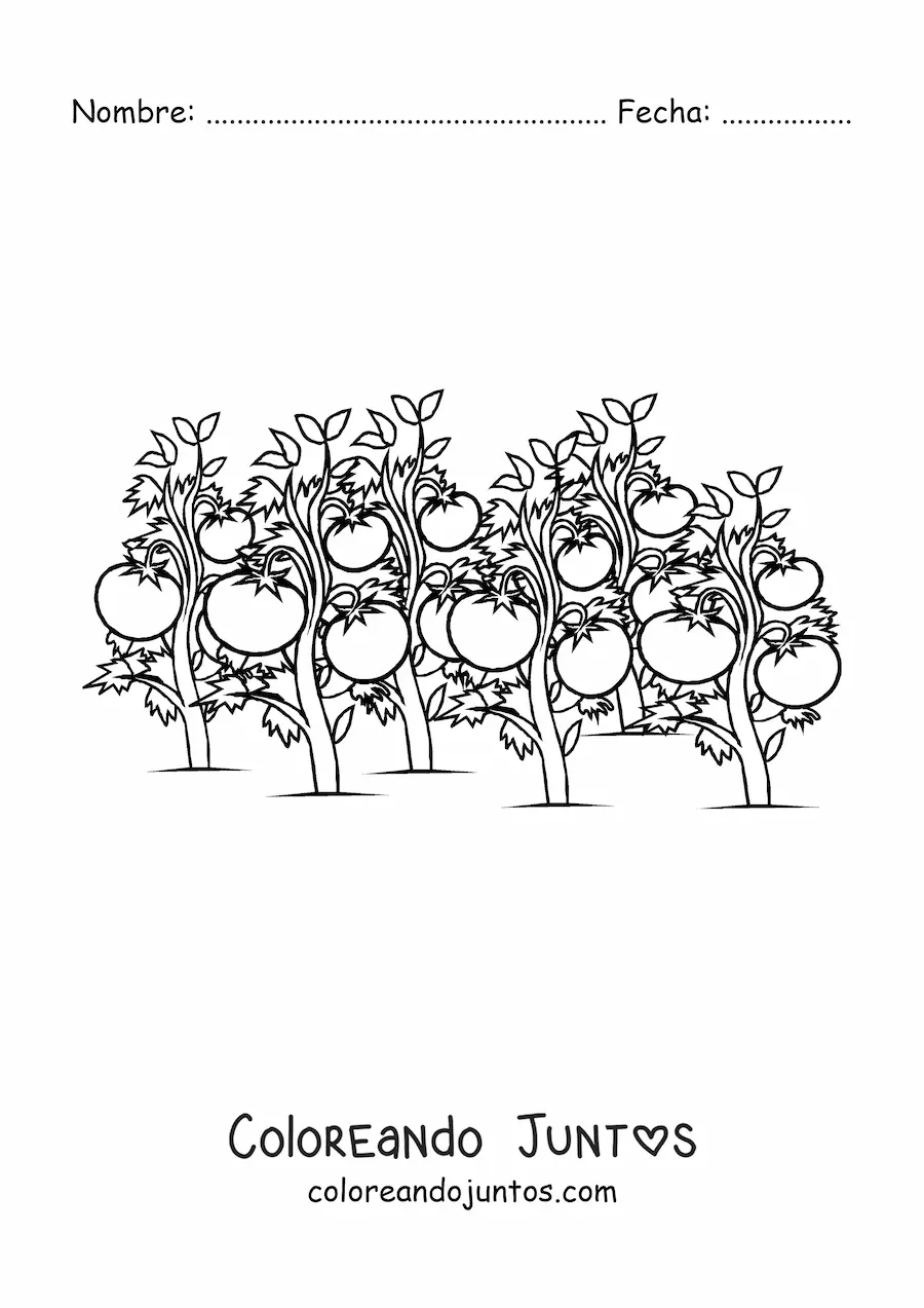 Imagen para colorear de una plantación de tomateras