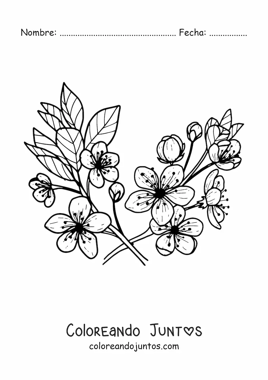 Imagen para colorear de varias flores y hojas de cerezo