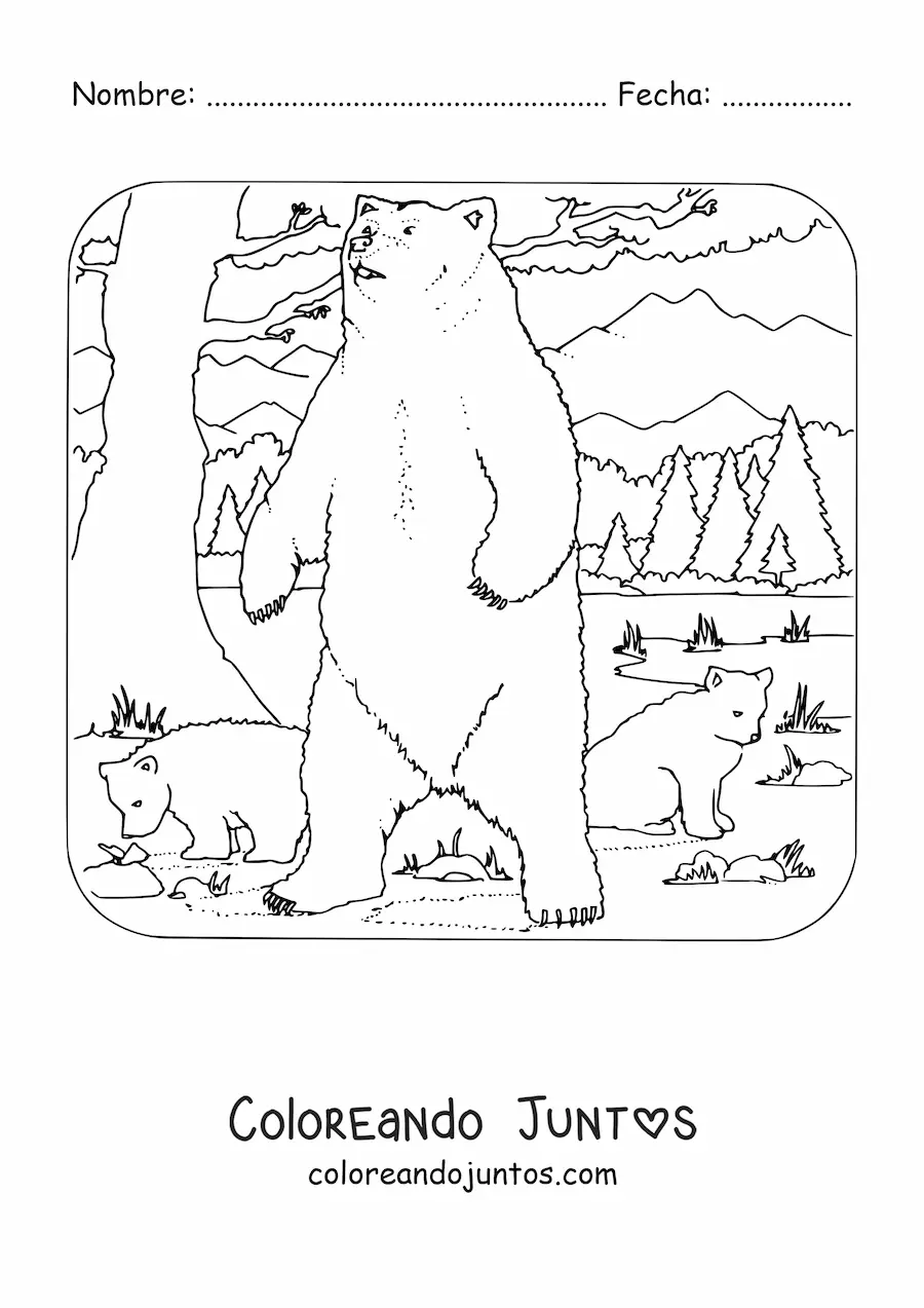 Imagen para colorear de tres osos grizzly salvajes en el bosque
