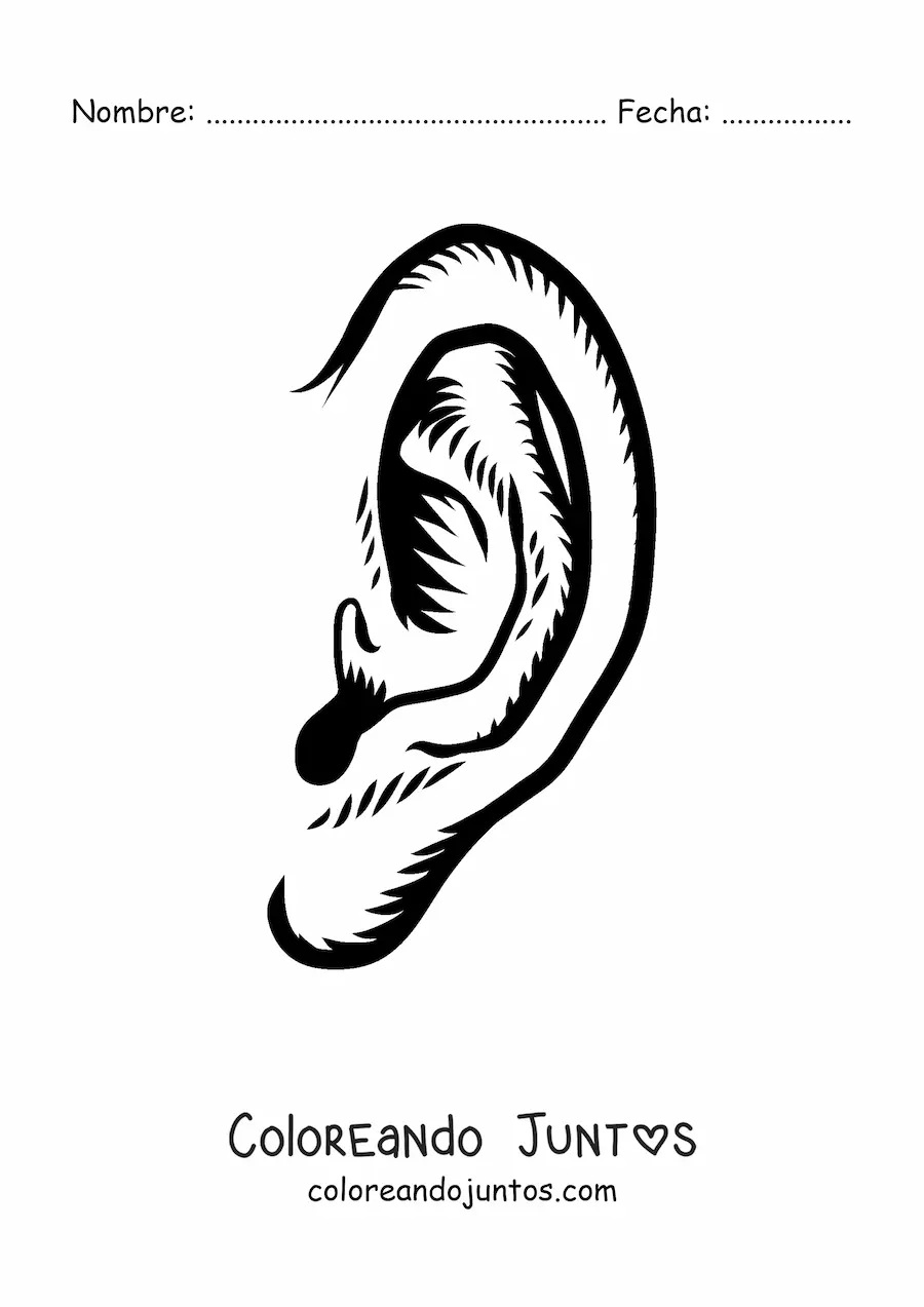 Imagen para colorear de una oreja humana