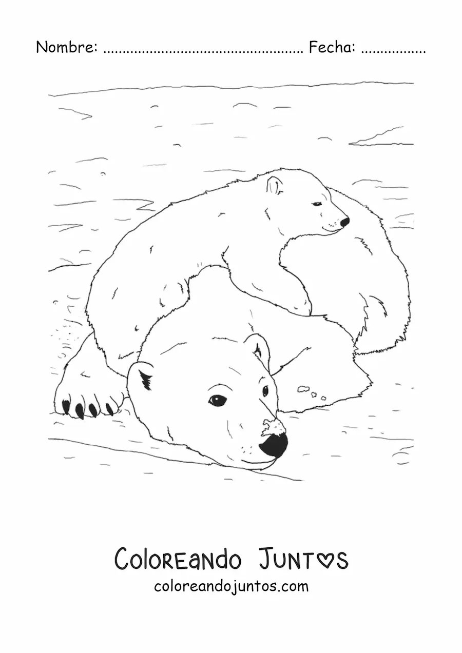 Imagen para colorear de unos osos polares realistas