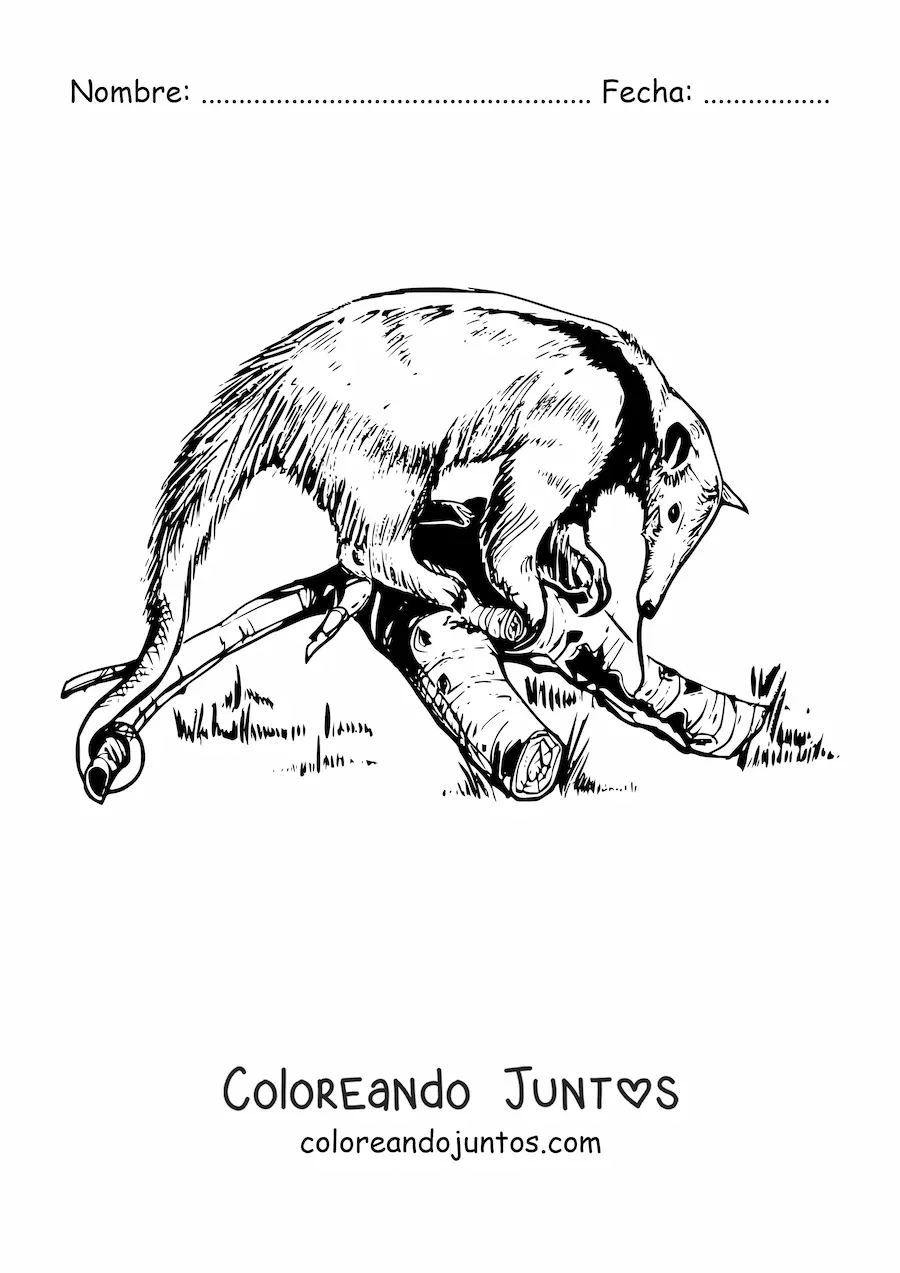 Imagen para colorear de un oso hormiguero realista