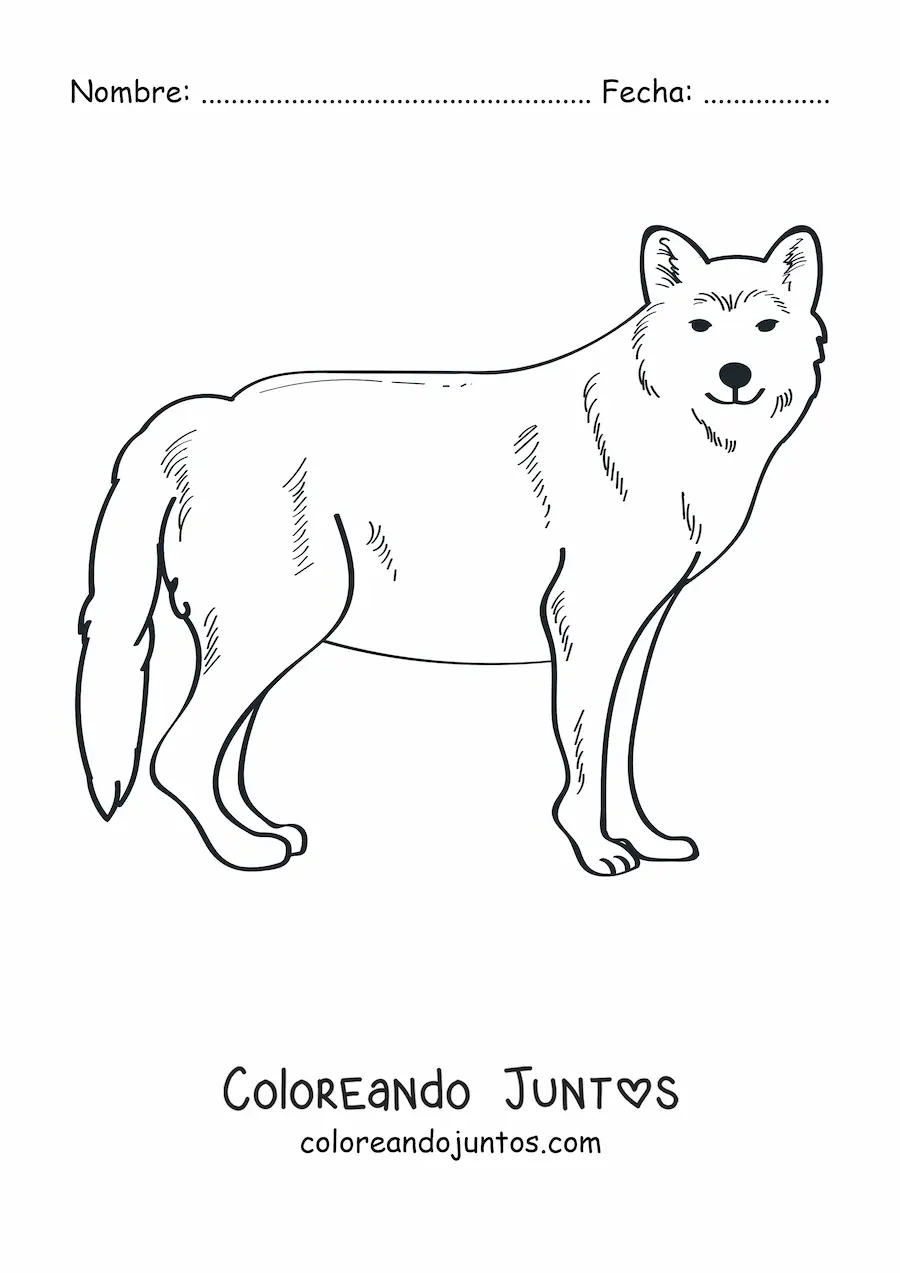 Imagen para colorear de un lobo salvaje