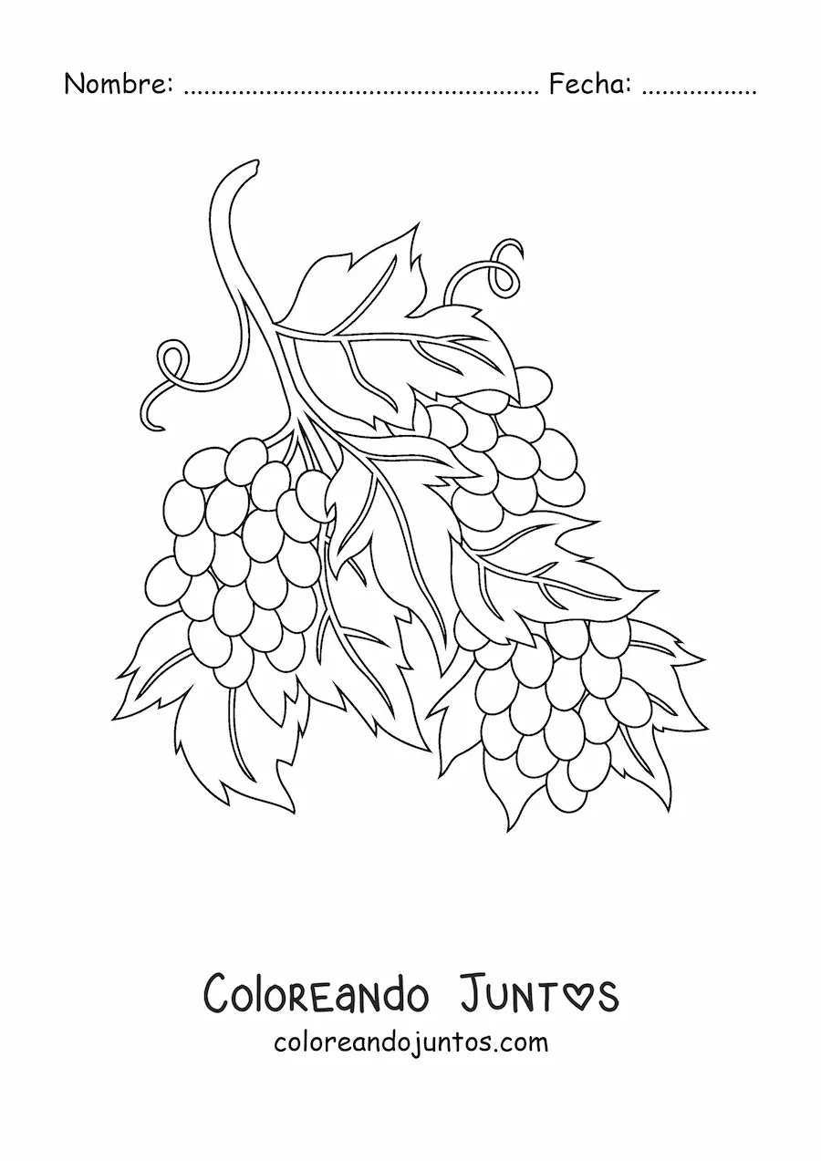 Imagen para colorear de tres racimos de uvas en la vid